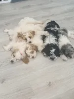 Marlin, a male Cockapoo for sale in Spring Hill, FL – 2 of 10