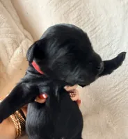 Eclipse , a male Miniature Bernedoodle and Miniature Aussiedoodle for sale in Spring Hill, FL – 4 of 10