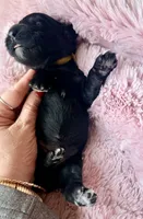 Luna (yellow), a female Miniature Bernedoodle and Miniature Aussiedoodle for sale in Spring Hill, FL – 7 of 9