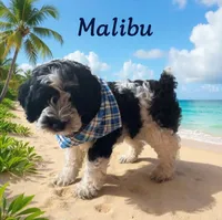 Malibu, a male Cockapoo and Cocker Spaniel for sale in Spring Hill, FL – 5 of 10