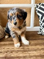 Skye- Tiny Toy , a female Miniature Aussiedoodle for sale in Spring Hill, FL – 7 of 10