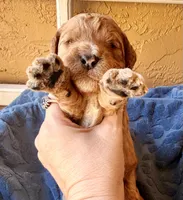 Teddy, a male Miniature Bernedoodle for sale in Spring Hill, FL – 3 of 10