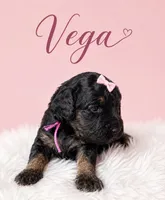 Vega, a female Miniature Bernedoodle and Miniature Aussiedoodle for sale in Spring Hill, FL – 2 of 7