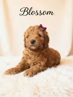 Blossom , a female Goldendoodle for sale in Spring Hill, FL – 2 of 10