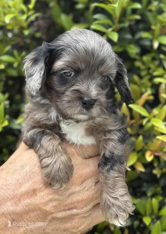 Echo  – Cavapoo puppy for sale in Spring Hill, FL