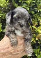 Echo , a male Cavapoo for sale in Spring Hill, FL – 8 of 10