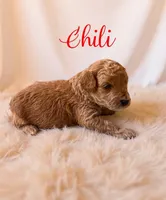 Mico Mini chili, a male Miniature Goldendoodle for sale in Spring Hill, FL – 3 of 10