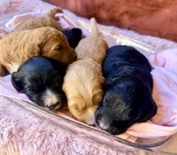 Reagan, a female Miniature Bernedoodle for sale in Spring Hill, FL – 9 of 10