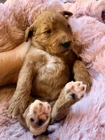 Starla, a female Miniature Bernedoodle for sale in Spring Hill, FL – 3 of 10