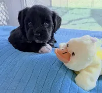 Duke, a male Miniature Aussiedoodle for sale in Port Richey, FL – Photo 7 of 9