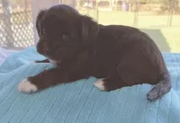 Duke, a male Miniature Aussiedoodle for sale in Port Richey, FL – Photo 9 of 9