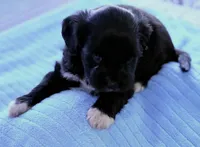 Duke, a male Miniature Aussiedoodle for sale in Port Richey, FL – Photo 3 of 9