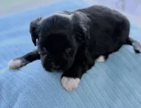 Duke, a male Miniature Aussiedoodle for sale in Port Richey, FL – Photo 4 of 9