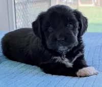 Duke, a male Miniature Aussiedoodle for sale in Port Richey, FL – Photo 8 of 9