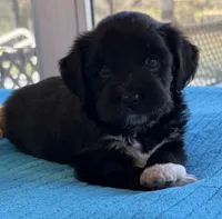 Duke, a male Miniature Aussiedoodle for sale in Port Richey, FL – Photo 6 of 9