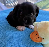 Duke, a male Miniature Aussiedoodle for sale in Port Richey, FL – Photo 2 of 9