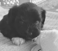 Duke, a male Miniature Aussiedoodle for sale in Port Richey, FL – Photo 5 of 9