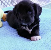 Duke, a male Miniature Aussiedoodle for sale in Port Richey, FL – Photo 1 of 9
