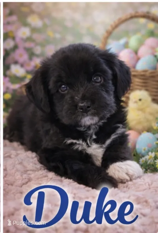 Duke – Miniature Aussiedoodle puppy for sale in Port Richey, FL