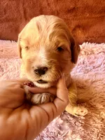 Glory, a female Miniature Bernedoodle for sale in Spring Hill, FL – 5 of 10