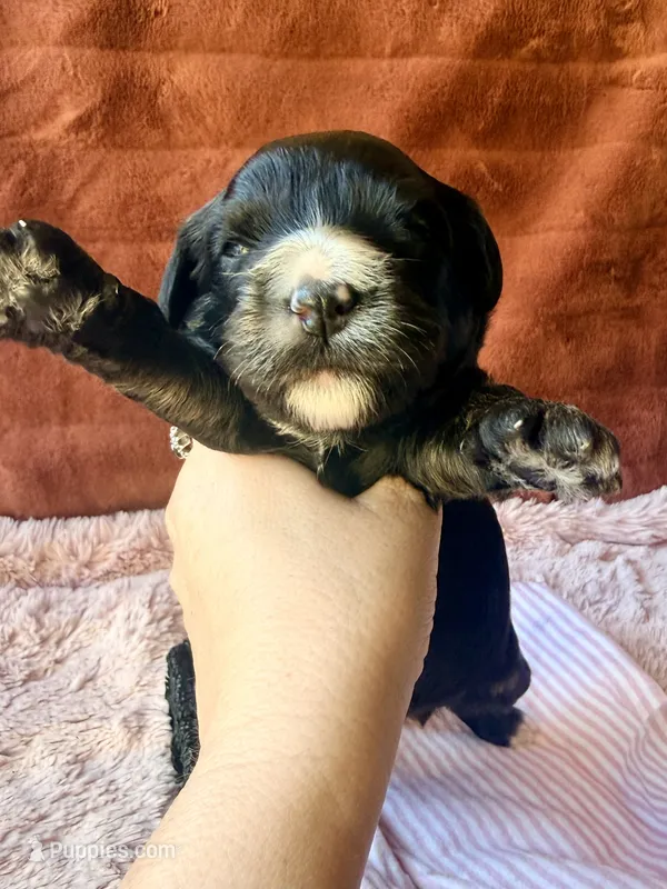 Liberty – Miniature Bernedoodle puppy for sale in Spring Hill, FL