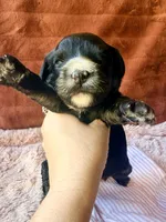 Liberty, a female Miniature Bernedoodle for sale in Spring Hill, FL – 1 of 10