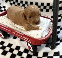 Ezra, a male Cavapoo for sale in Spring Hill, FL – 8 of 8