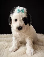 Coraline, a female Miniature Bernedoodle and Miniature Goldendoodle for sale in Spring Hill, FL – 3 of 10