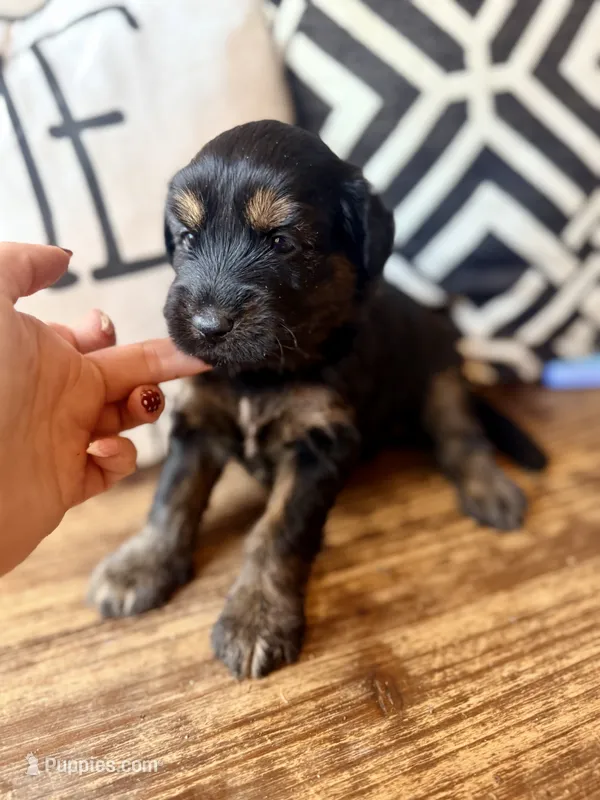 Lyra – Miniature Bernedoodle, Miniature Aussiedoodle puppy for sale in Spring Hill, FL