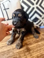 Lyra, a female Miniature Bernedoodle and Miniature Aussiedoodle for sale in Spring Hill, FL – 7 of 10