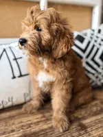 Cujo, a male Miniature Bernedoodle and Miniature Goldendoodle for sale in Port Richey, FL – Photo 4 of 9