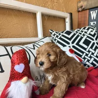 Cujo, a male Miniature Bernedoodle and Miniature Goldendoodle for sale in Port Richey, FL – Photo 8 of 9