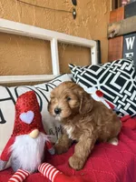 Cujo, a male Miniature Bernedoodle and Miniature Goldendoodle for sale in Port Richey, FL – Photo 5 of 10