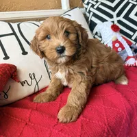 Cujo, a male Miniature Bernedoodle and Miniature Goldendoodle for sale in Port Richey, FL – Photo 6 of 9