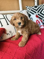 Cujo, a male Miniature Bernedoodle and Miniature Goldendoodle for sale in Port Richey, FL – Photo 1 of 10