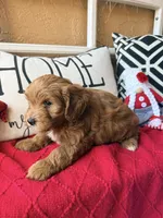 Cujo, a male Miniature Bernedoodle and Miniature Goldendoodle for sale in Port Richey, FL – Photo 6 of 10