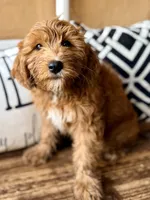 Cujo, a male Miniature Bernedoodle and Miniature Goldendoodle for sale in Port Richey, FL – Photo 2 of 9