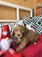Cujo, a male Miniature Bernedoodle and Miniature Goldendoodle for sale in Port Richey, FL – Photo 2 of 10