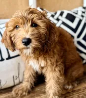 Cujo, a male Miniature Bernedoodle and Miniature Goldendoodle for sale in Port Richey, FL – Photo 1 of 9