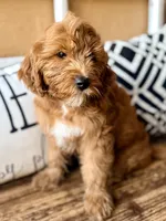 Cujo, a male Miniature Bernedoodle and Miniature Goldendoodle for sale in Port Richey, FL – Photo 3 of 9