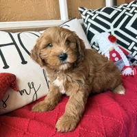 Cujo, a male Miniature Bernedoodle and Miniature Goldendoodle for sale in Port Richey, FL – Photo 7 of 9