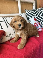 Cujo, a male Miniature Bernedoodle and Miniature Goldendoodle for sale in Port Richey, FL – Photo 3 of 10