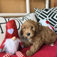 Cujo, a male Miniature Bernedoodle and Miniature Goldendoodle for sale in Port Richey, FL – Photo 9 of 9