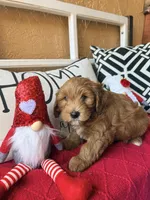 Cujo, a male Miniature Bernedoodle and Miniature Goldendoodle for sale in Port Richey, FL – Photo 4 of 10