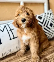 Cujo, a male Miniature Bernedoodle and Miniature Goldendoodle for sale in Port Richey, FL – Photo 5 of 9