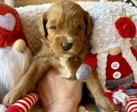 processed/4699521c-22d2-4a74-bf1a-62848d91c4e2/listing/3922aea8-6f28-4170-b0ce-81593cf04fef/ef958896-18ab-4ae0-8c77-150488a1db4d