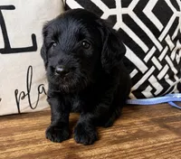 Eclipse , a male Miniature Bernedoodle and Miniature Aussiedoodle for sale in Spring Hill, FL – 8 of 10