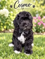 Cosmo, a male Miniature Bernedoodle and Miniature Goldendoodle for sale in Spring Hill, FL – 5 of 10