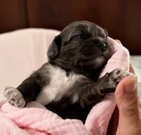 Ella, a female Cavapoo for sale in Spring Hill, FL – 3 of 10