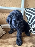 Raven , a female Miniature Bernedoodle and Miniature Aussiedoodle for sale in Spring Hill, FL – 7 of 9